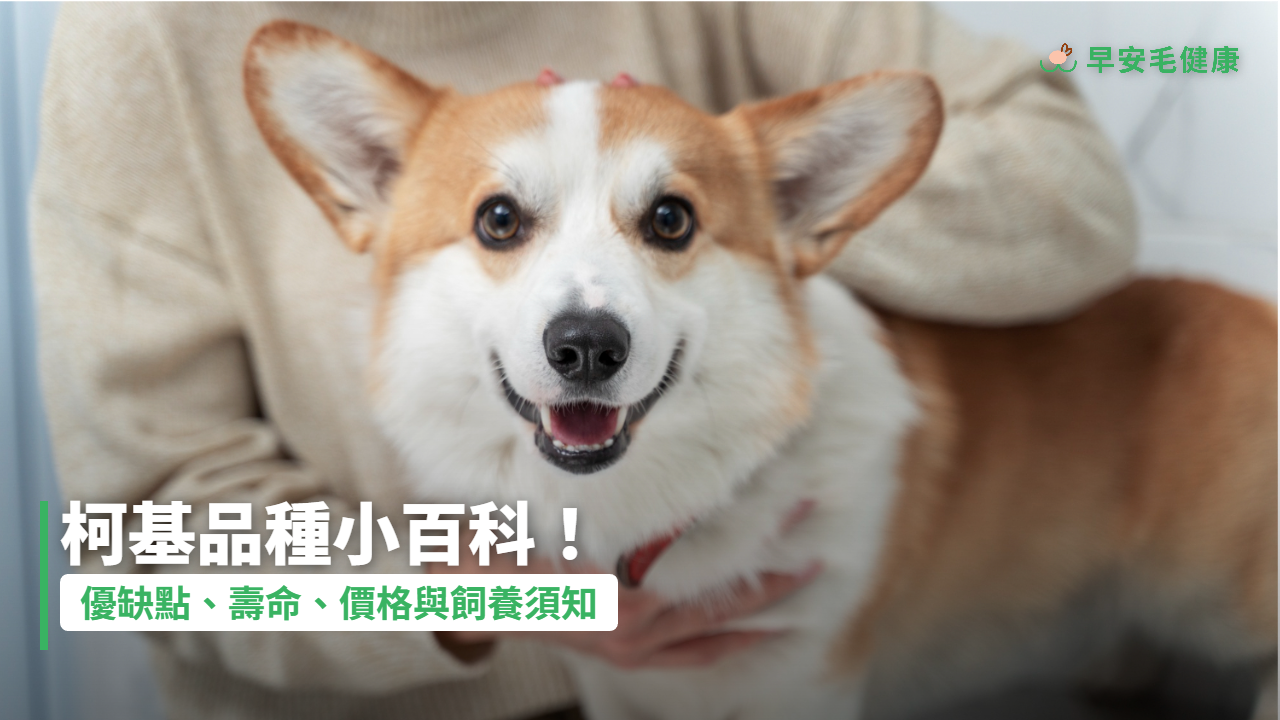 柯基犬品種解析!價格、缺點與照顧,新手飼主必看全攻略!