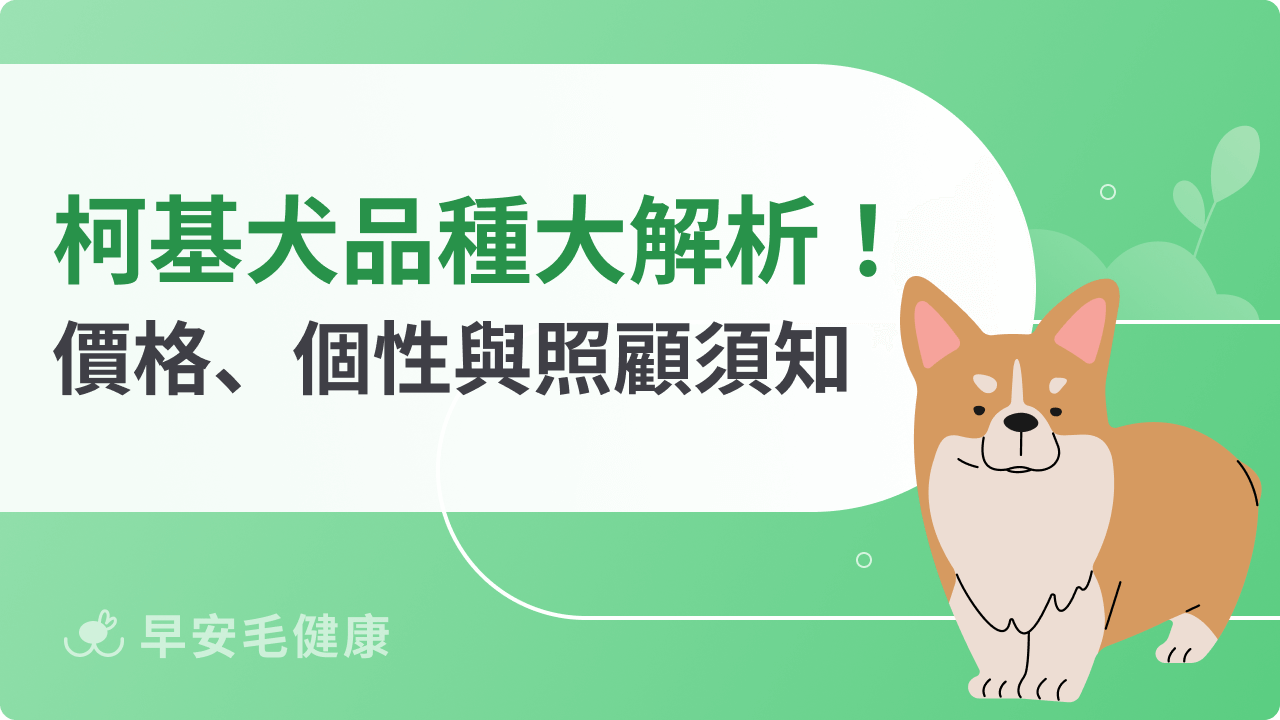柯基犬品種大解析!價格、個性與新手照顧須知整理