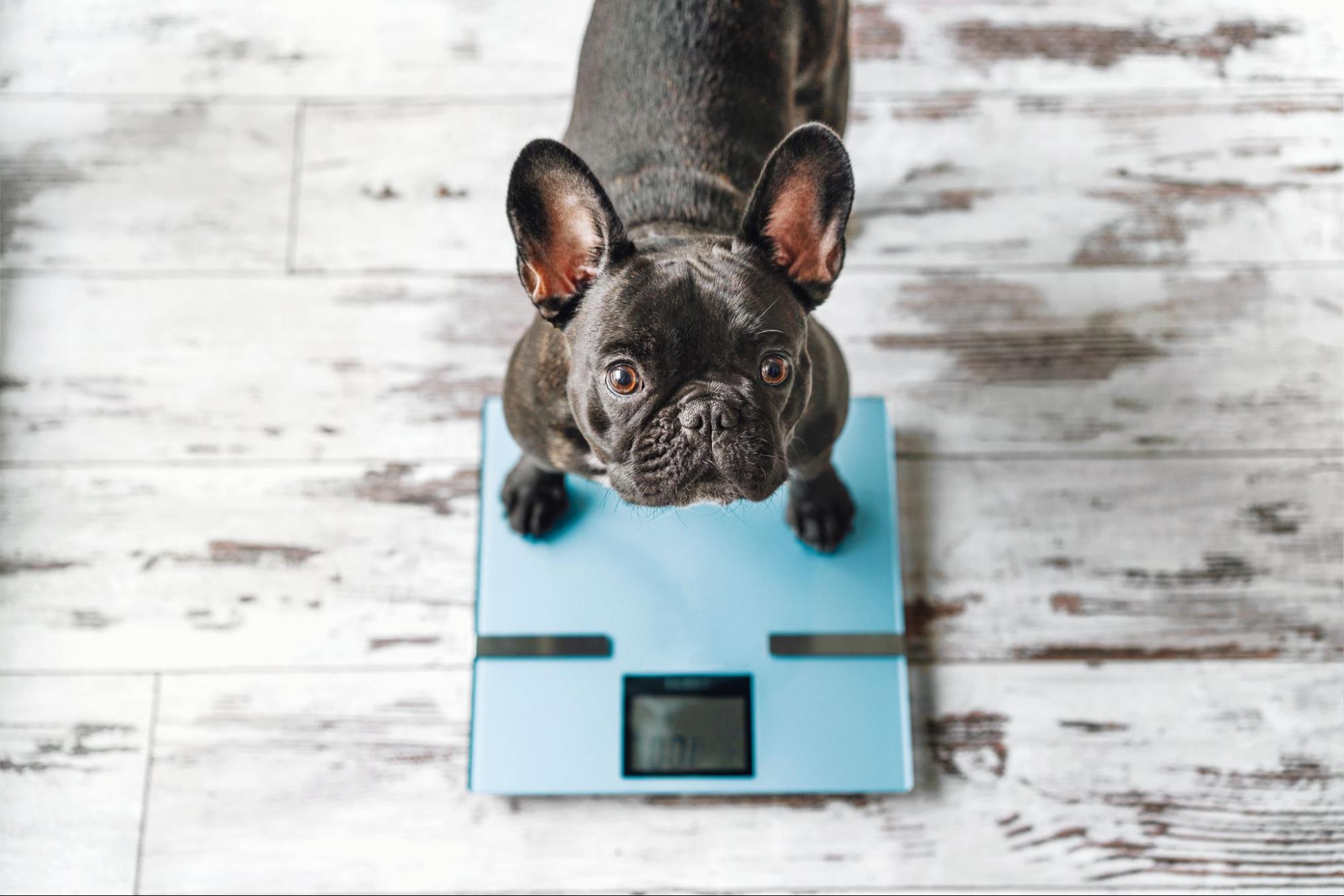 73. AI - senior-dog-losing-weight-1