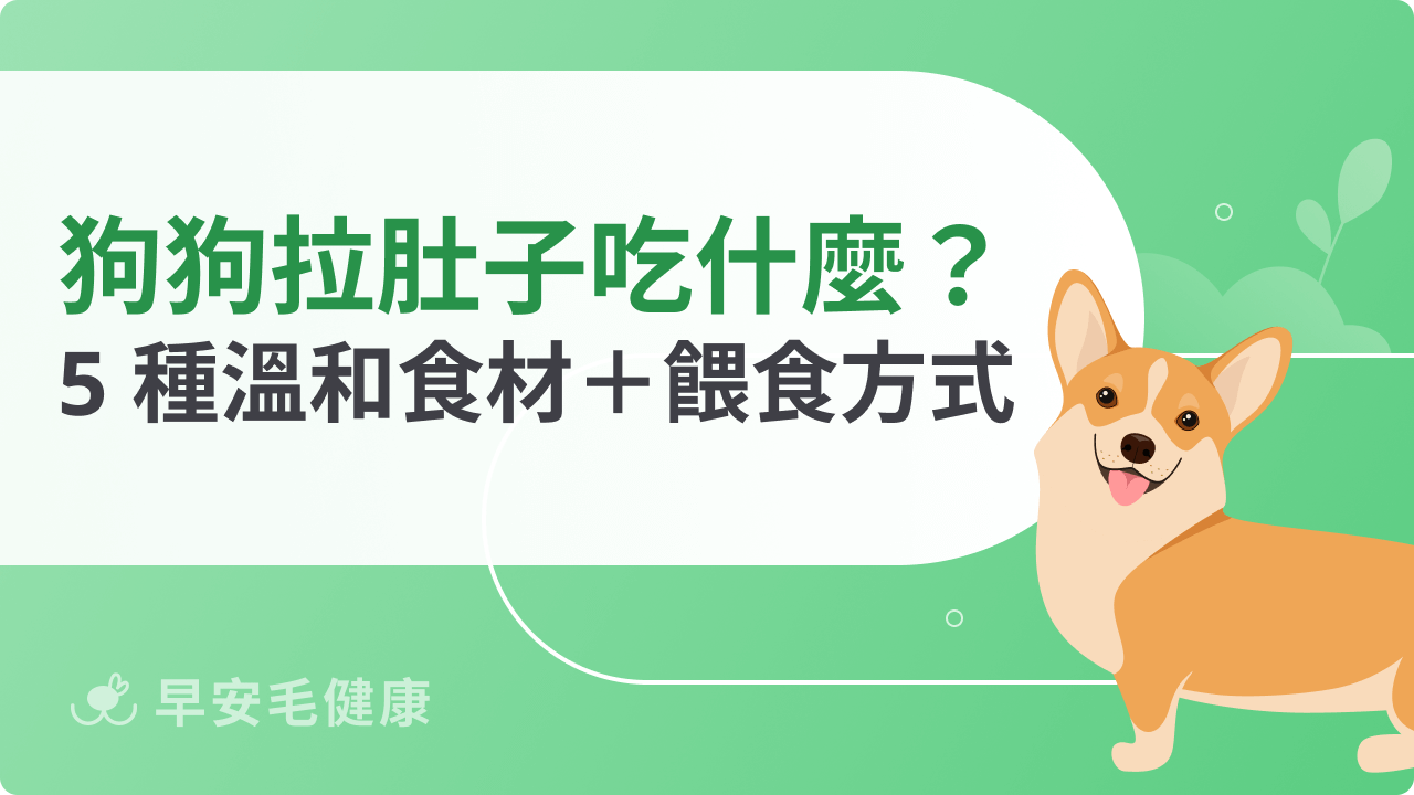狗狗拉肚子可以吃什麼?5 種溫和食材+餵食方式全解析