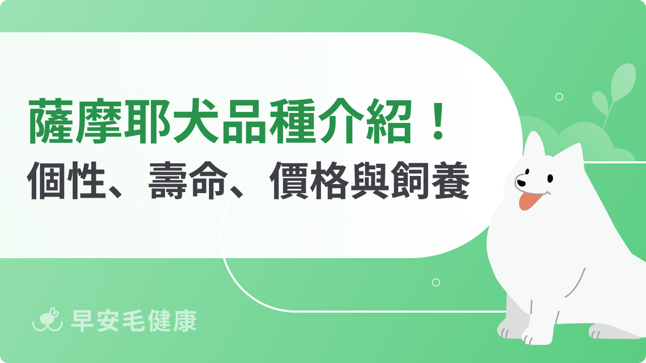 薩摩耶犬品種介紹!認識微笑天使個性、壽命、價格與飼養須知