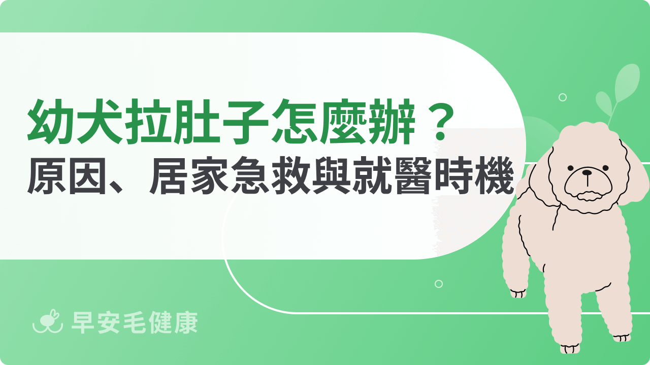 幼犬拉肚子怎麼辦?常見原因、居家急救與就醫時機完整解析