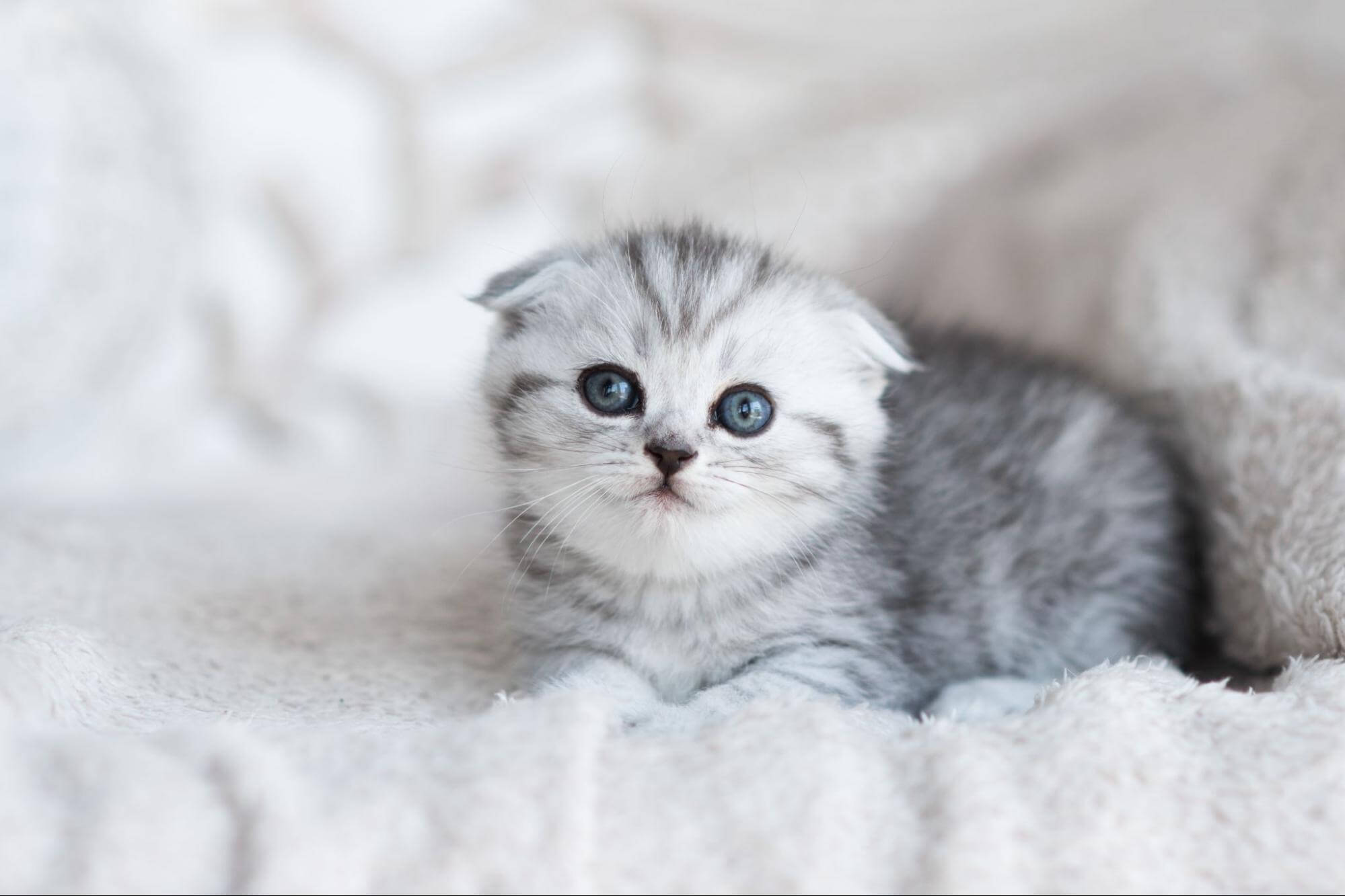43. AI - kittens-eating-adult-cat-food-1
