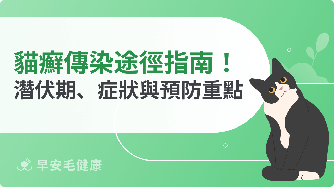 貓癬傳染方式有哪些?認識貓癬潛伏期、症狀與預防重點