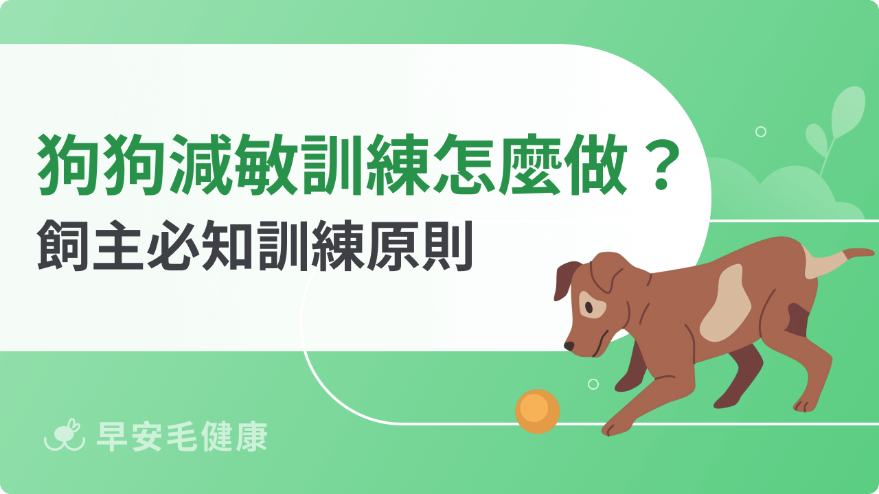 狗狗減敏訓練怎麼做?飼主必知訓練原則,陪伴狗狗克服恐懼