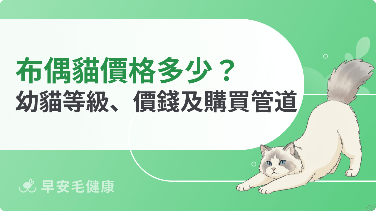 布偶貓價格多少?布偶幼貓等級、價錢及購買管道