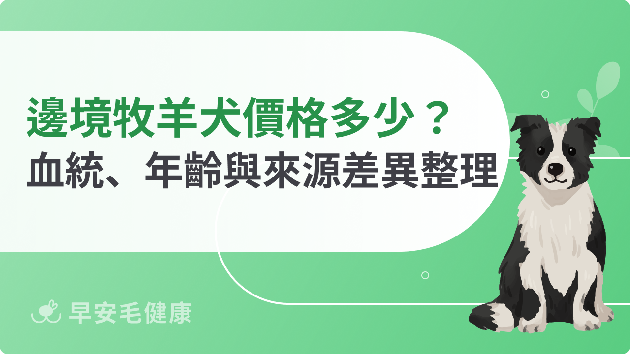 邊境牧羊犬價格多少?血統、年齡與來源差異一次看