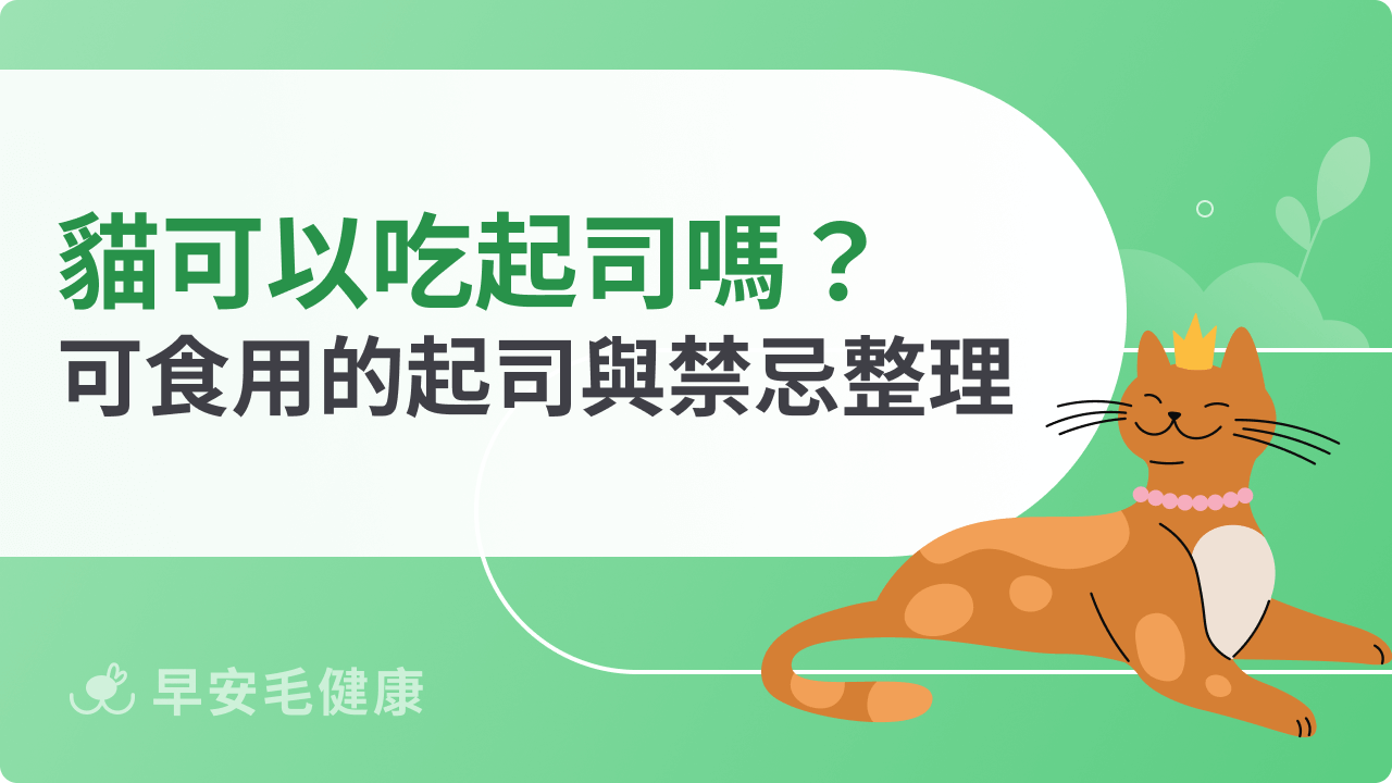 貓可以吃起司嗎?貓咪可食用的起司與禁忌整理