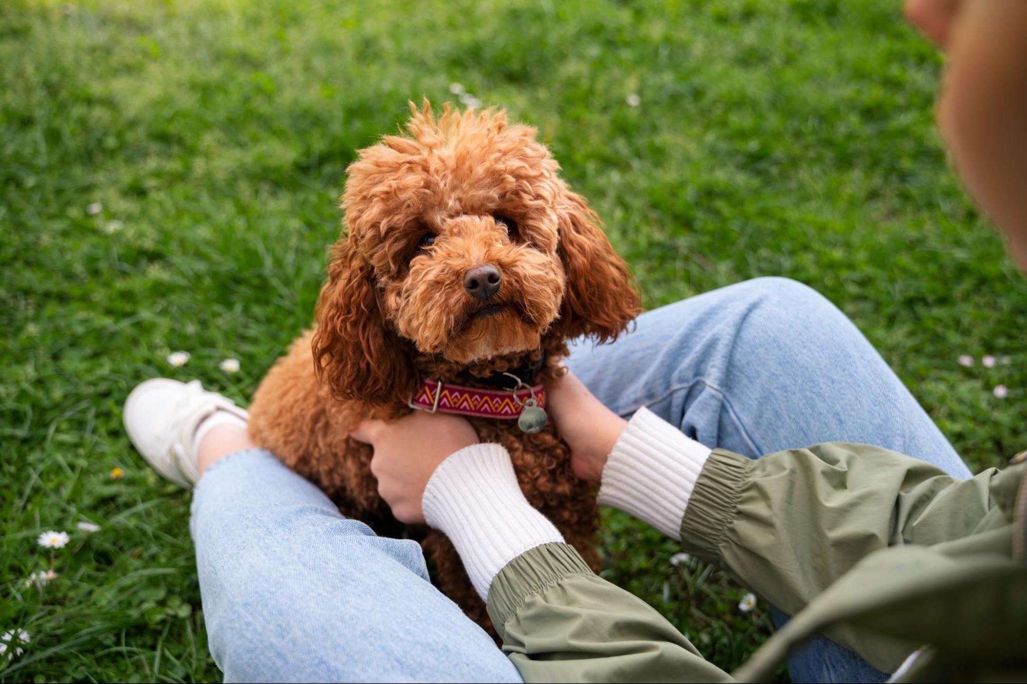 246. AI - poodles-lifespan-1