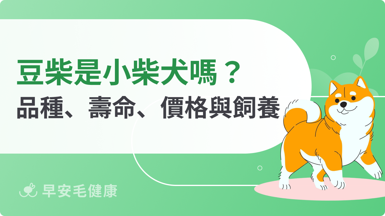 豆柴是小柴犬嗎?揭秘豆柴壽命、大小與真實飼養缺點
