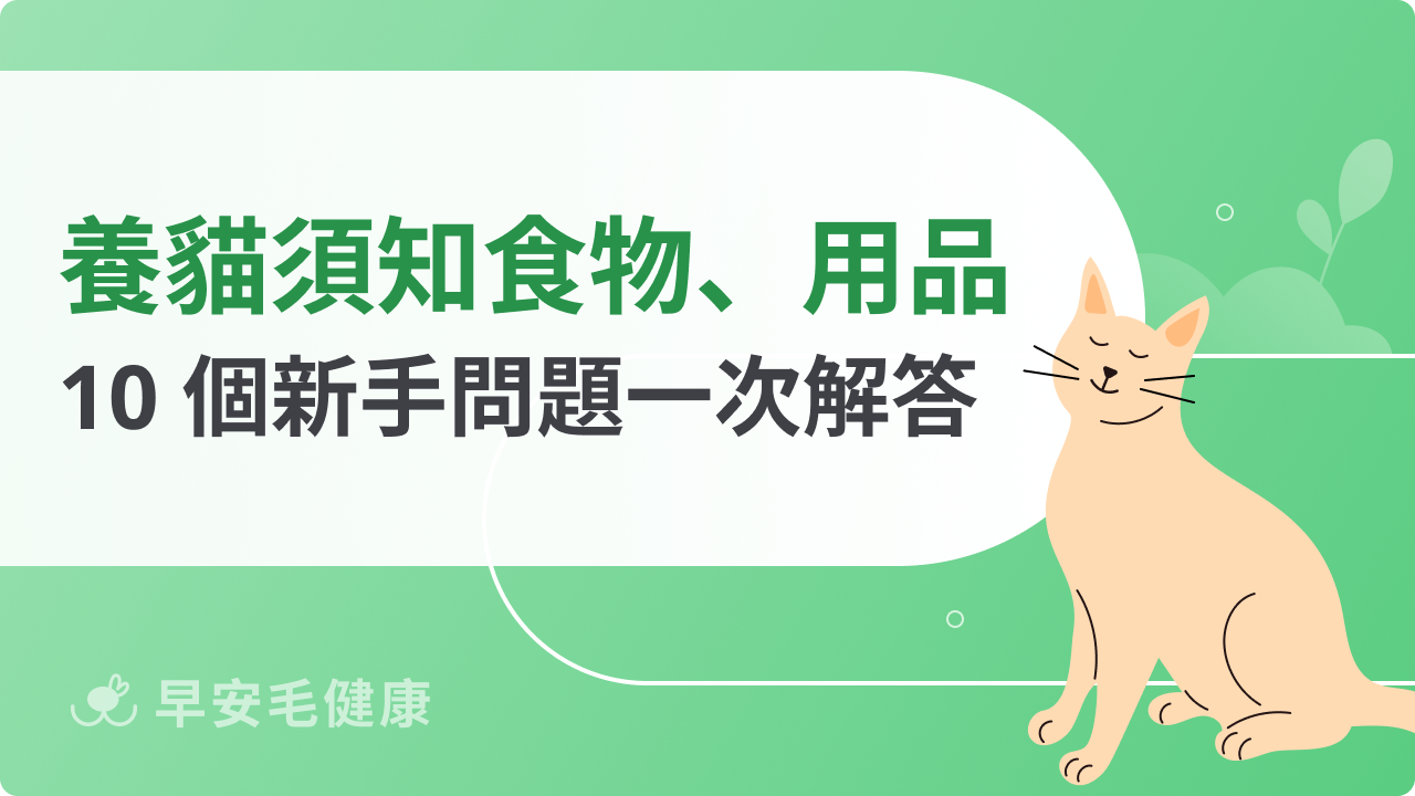 養貓須知|新手養貓必備清單!空間佈置、貓飼料、美容, 10 個注意事項!