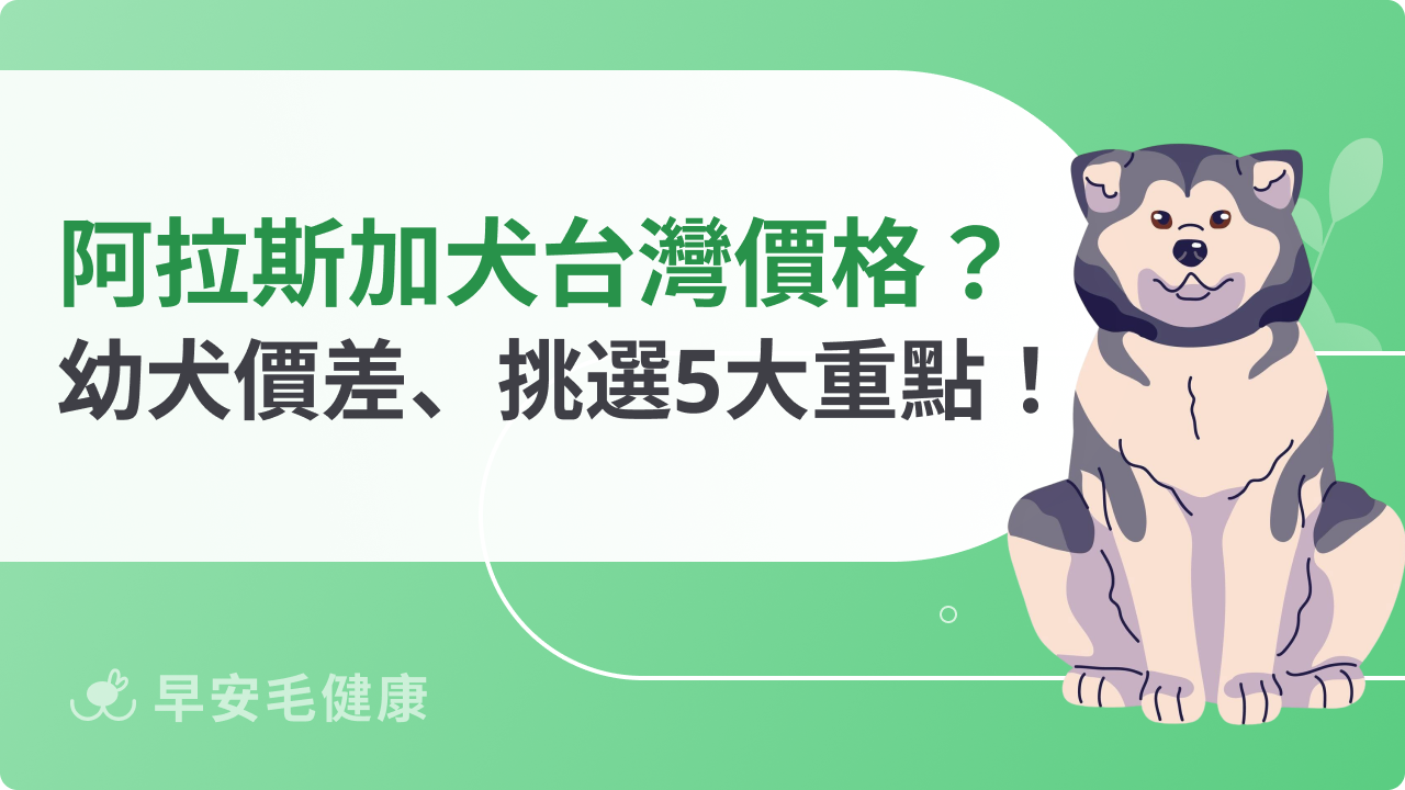 阿拉斯加犬台灣價格多少?幼犬行情、血統差異與挑選重點