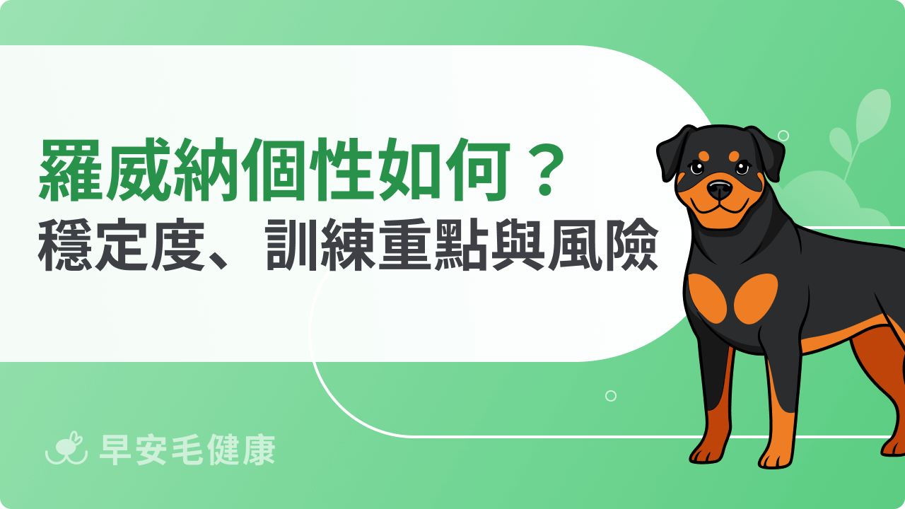 羅威納個性特徵解析!穩定度、訓練重點與飼主必知風險