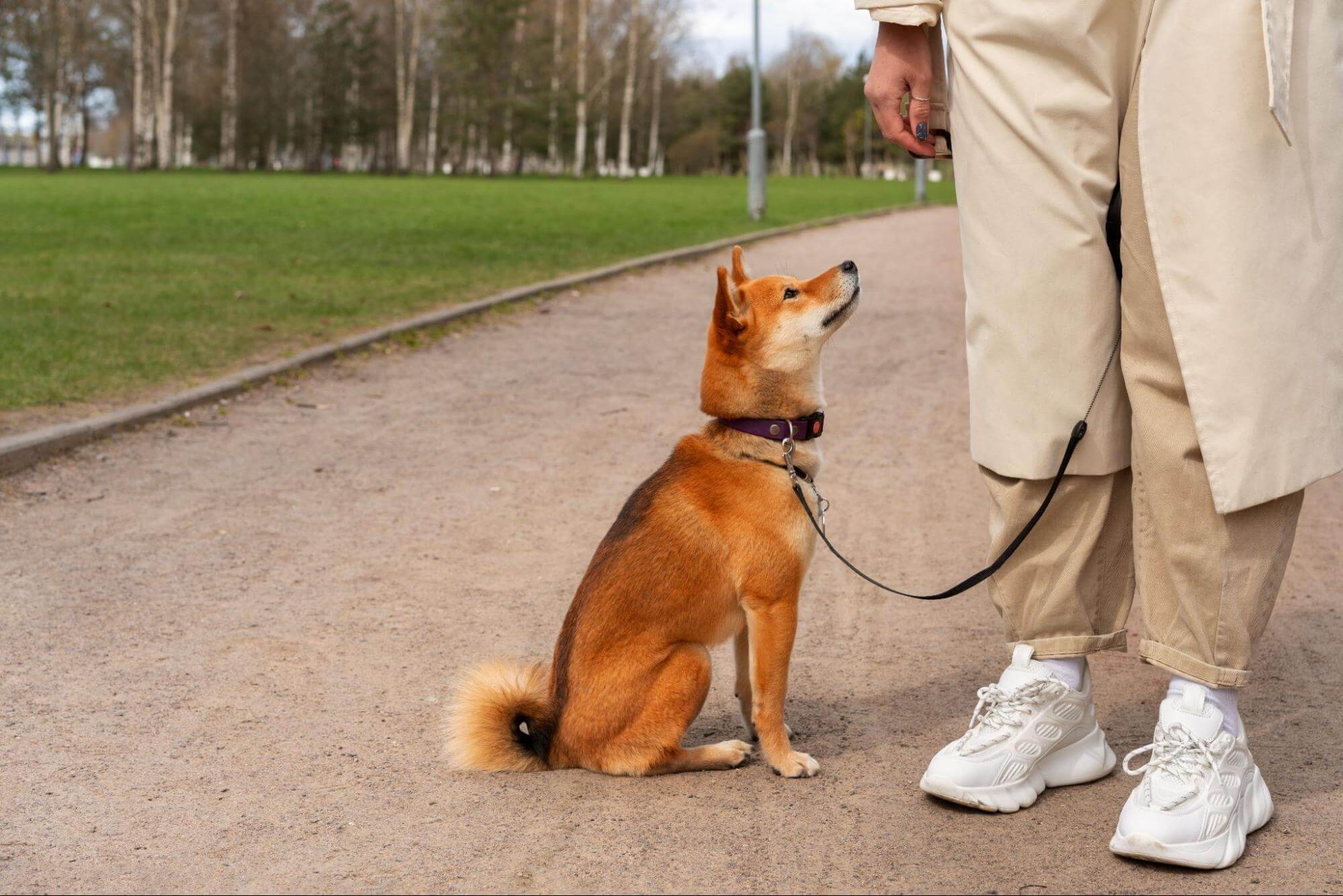 122. AI - how-to-make-your-dog-gain-weight-1