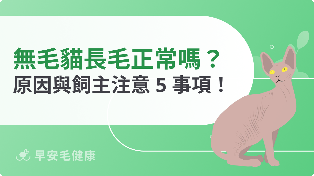 無毛貓長毛正常嗎?造成長毛原因與飼主需注意事項