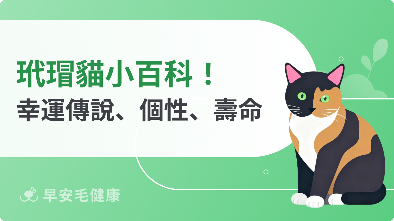 玳瑁貓代表幸運？揭開各國傳說、特徵、壽命、個性與照顧祕訣！