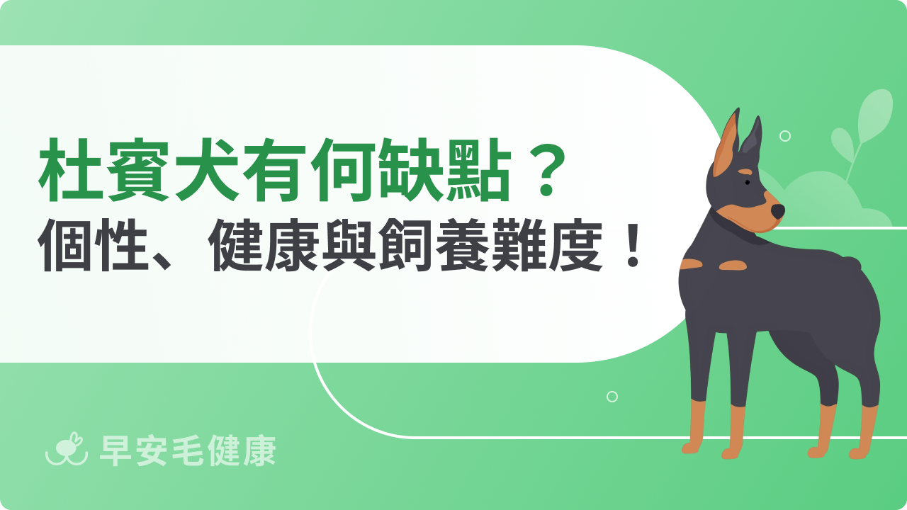 杜賓犬缺點有哪些？個性、健康風險與飼養難度一次看