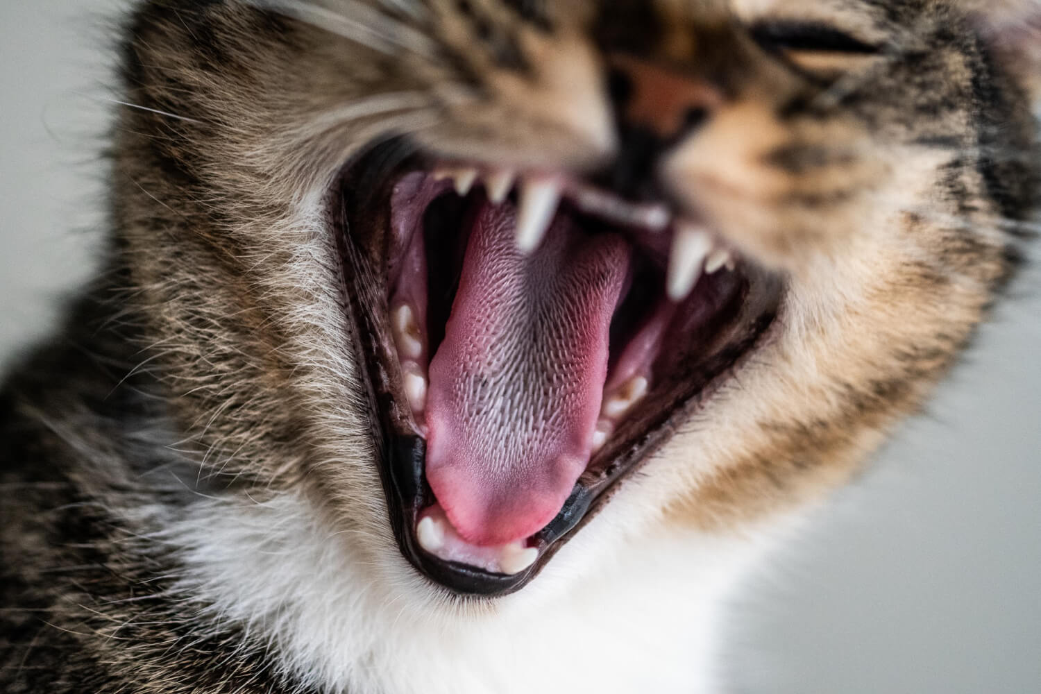 15. cat-tongue-facts-1