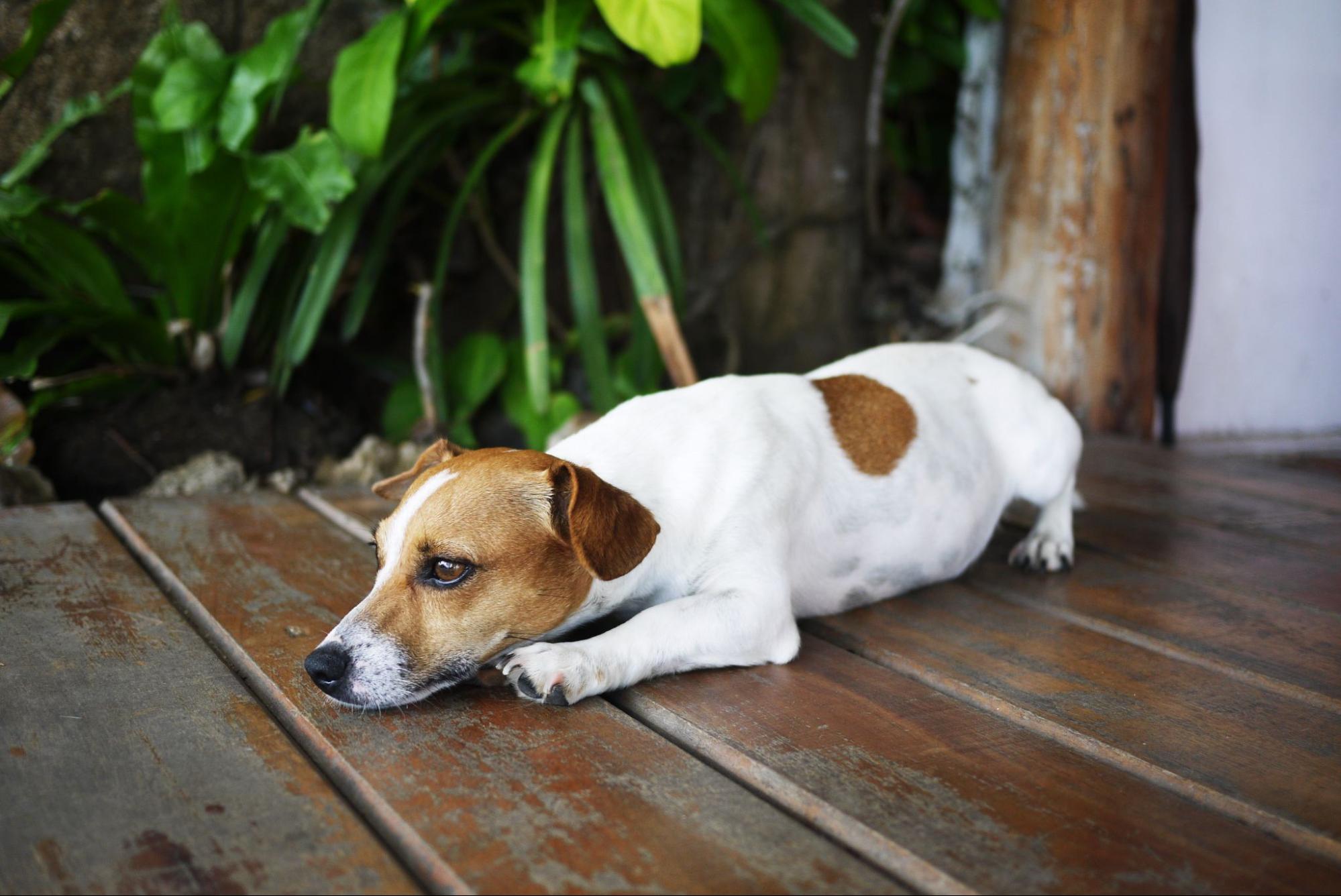 16.AI-what-to-do-if-your-dog-eats-grapes-1