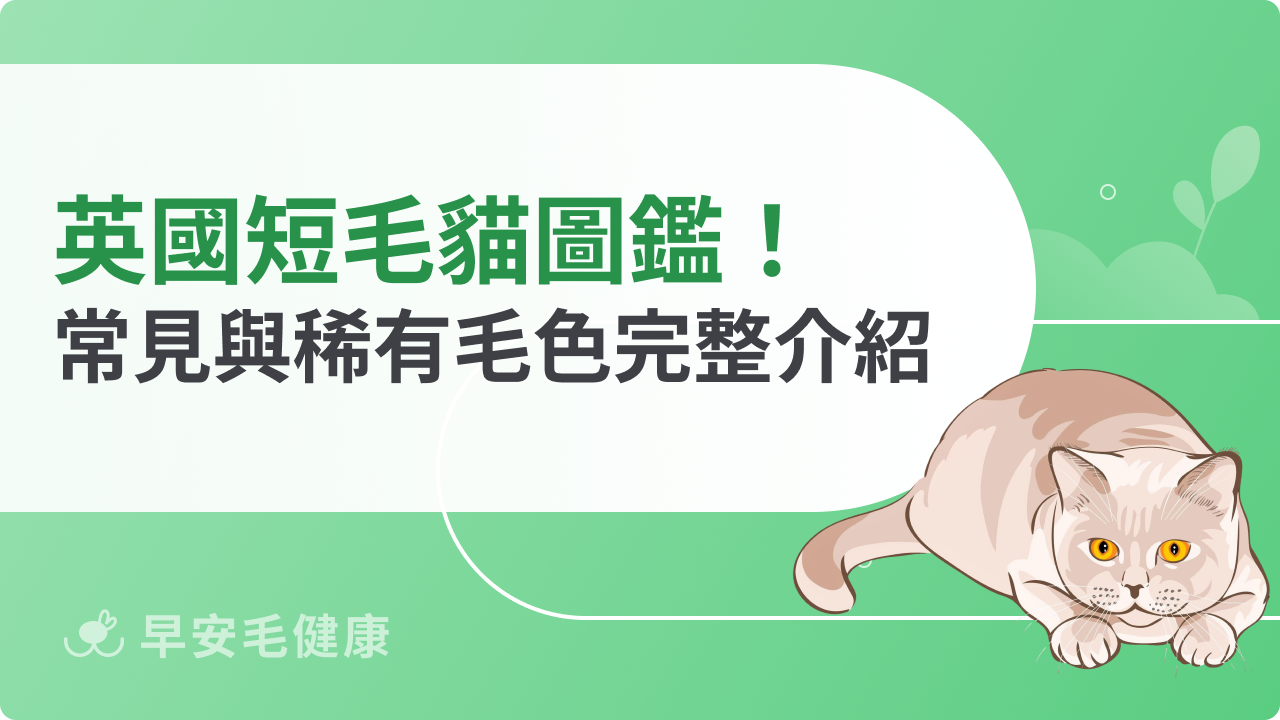 英國短毛貓顏色圖鑑!常見與稀有毛色完整介紹
