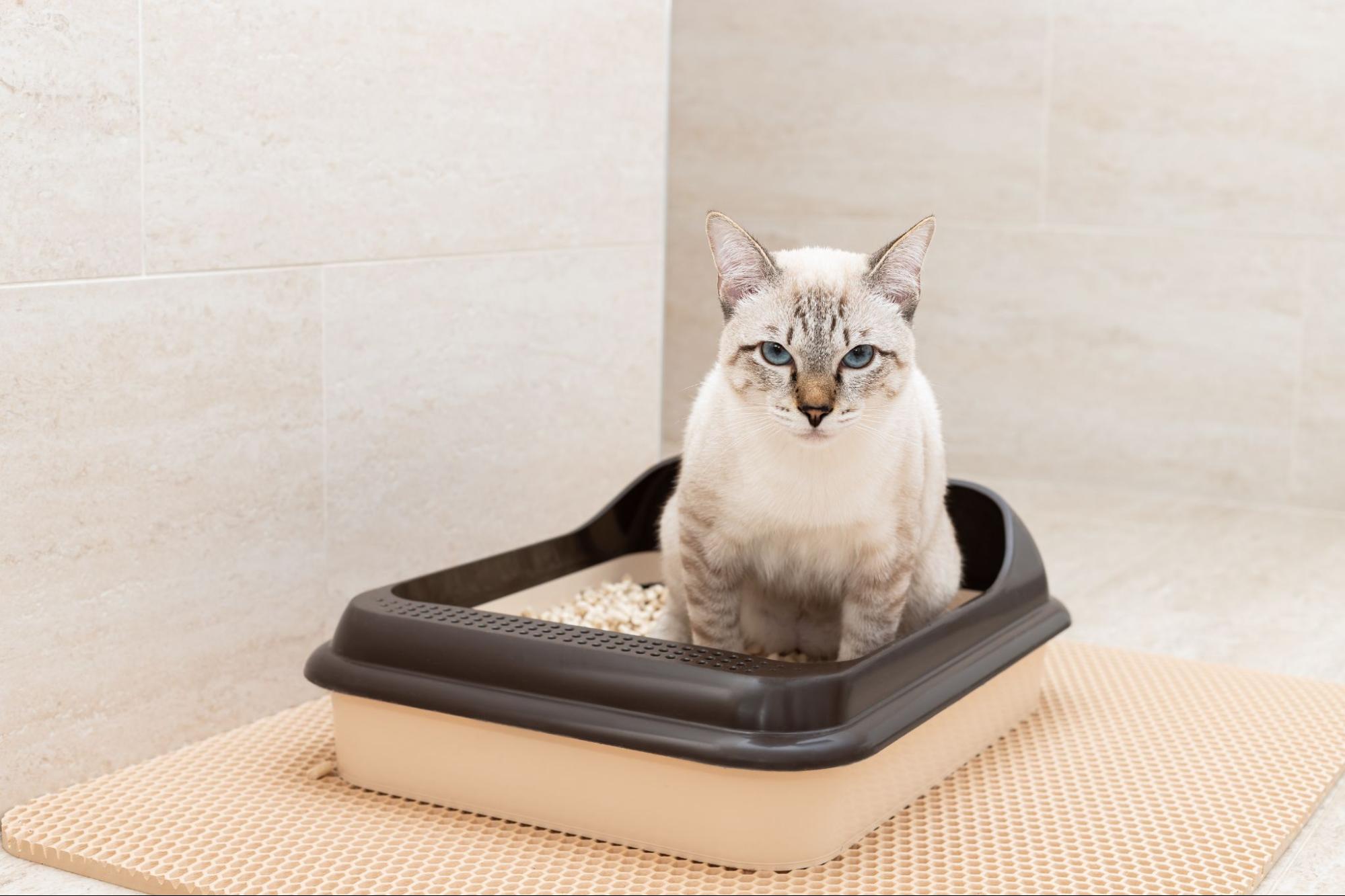 60. AI - can-cat-urinary-stones-be-cured-1