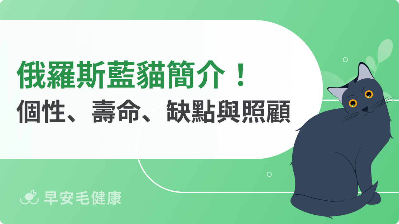 藍貓是什麼貓?俄羅斯藍貓由來、特徵、性格特點&照顧方法解析