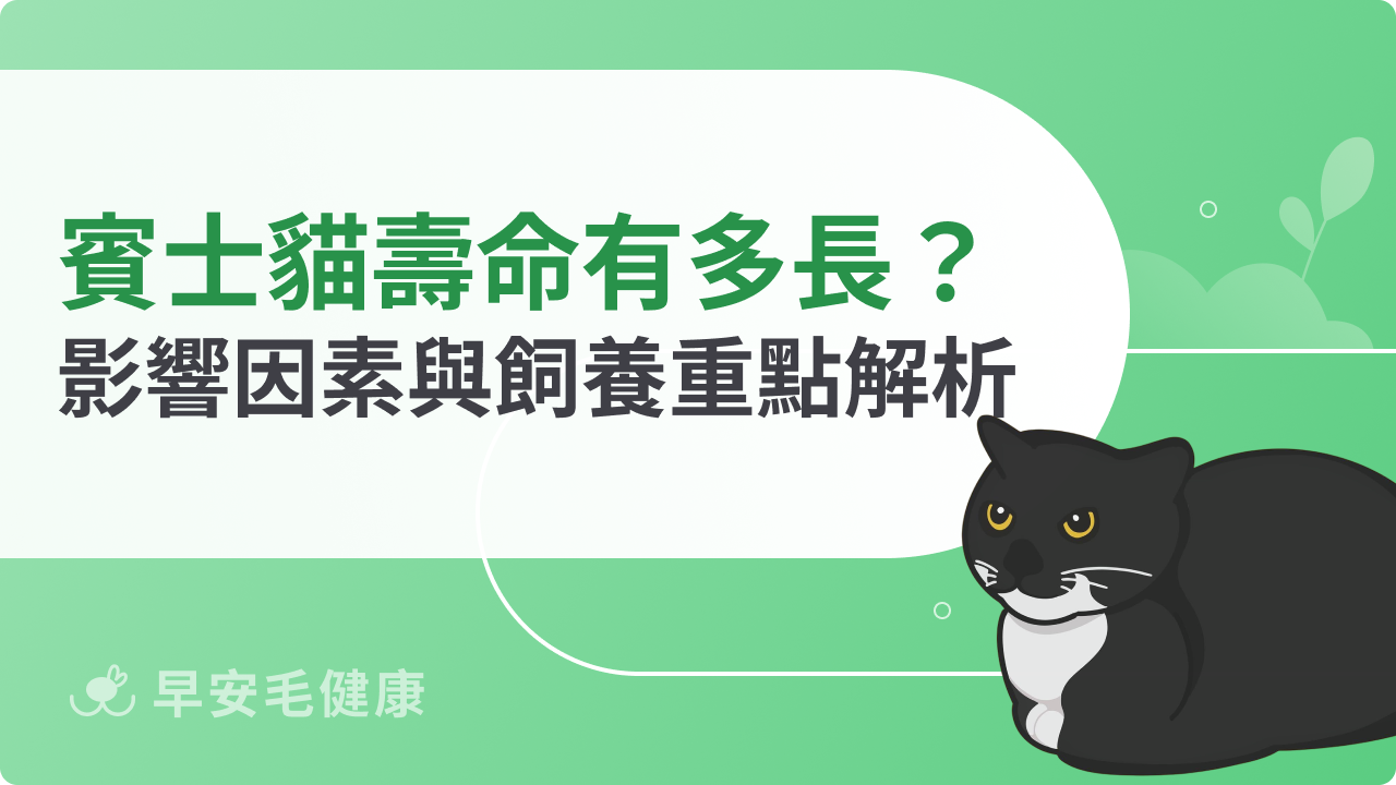 賓士貓壽命有多長?影響壽命的健康因素與飼養重點解析