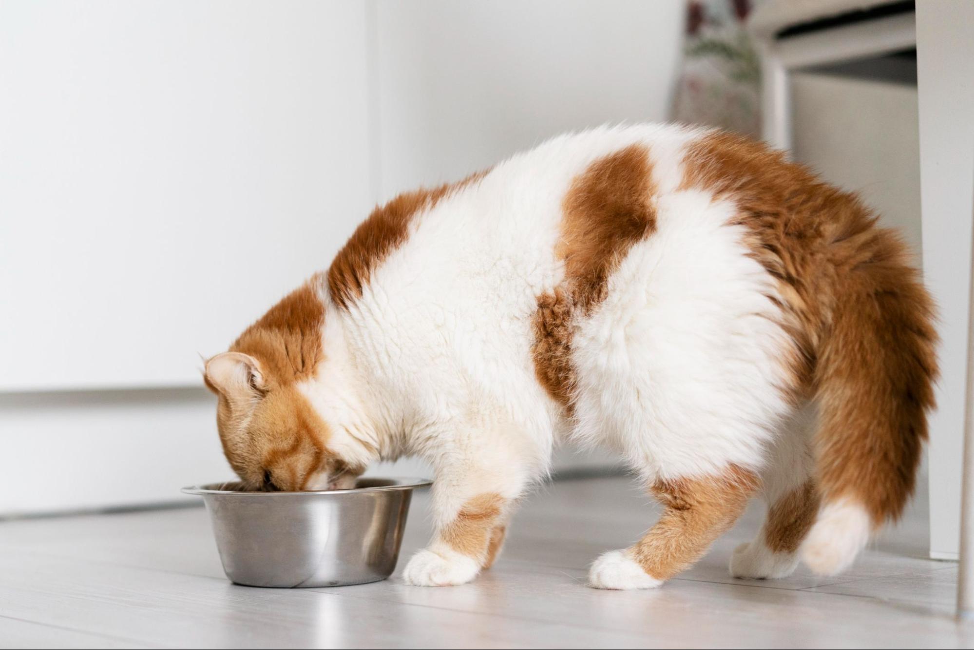 49. AI - can-kittens-eat-canned-food-1
