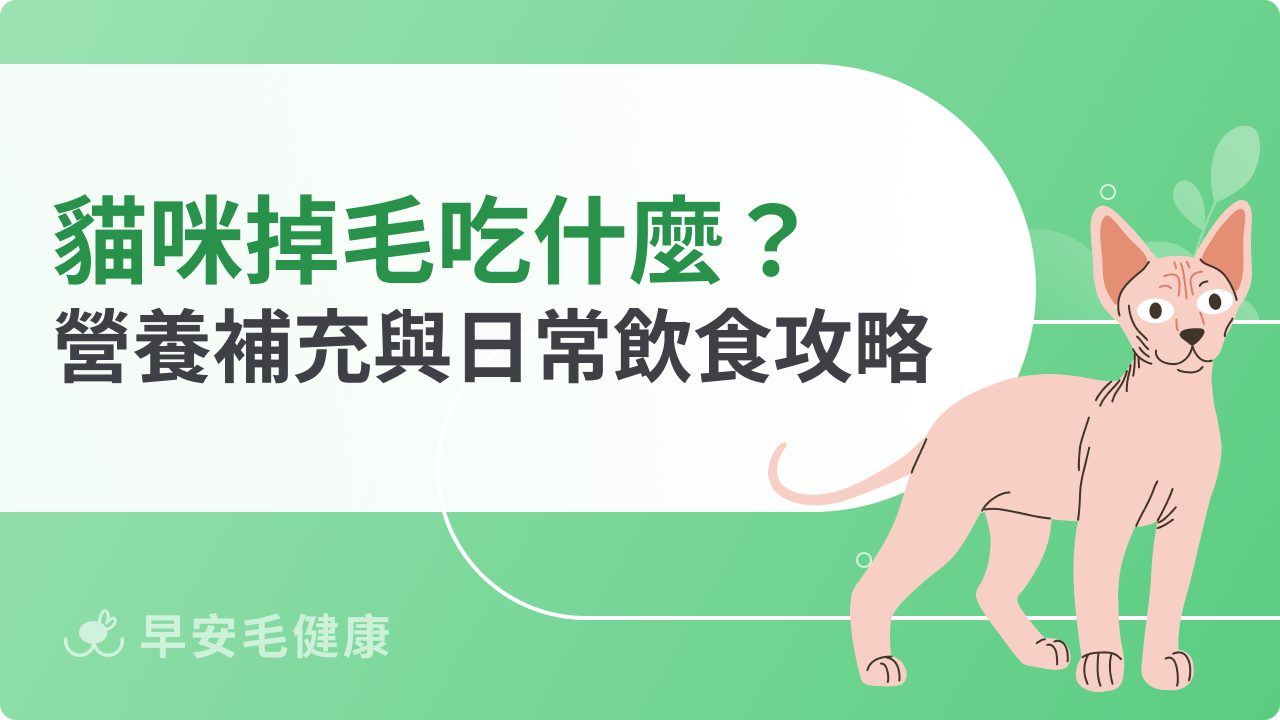 貓咪掉毛吃什麼?飼主必知營養補充與日常飲食攻略