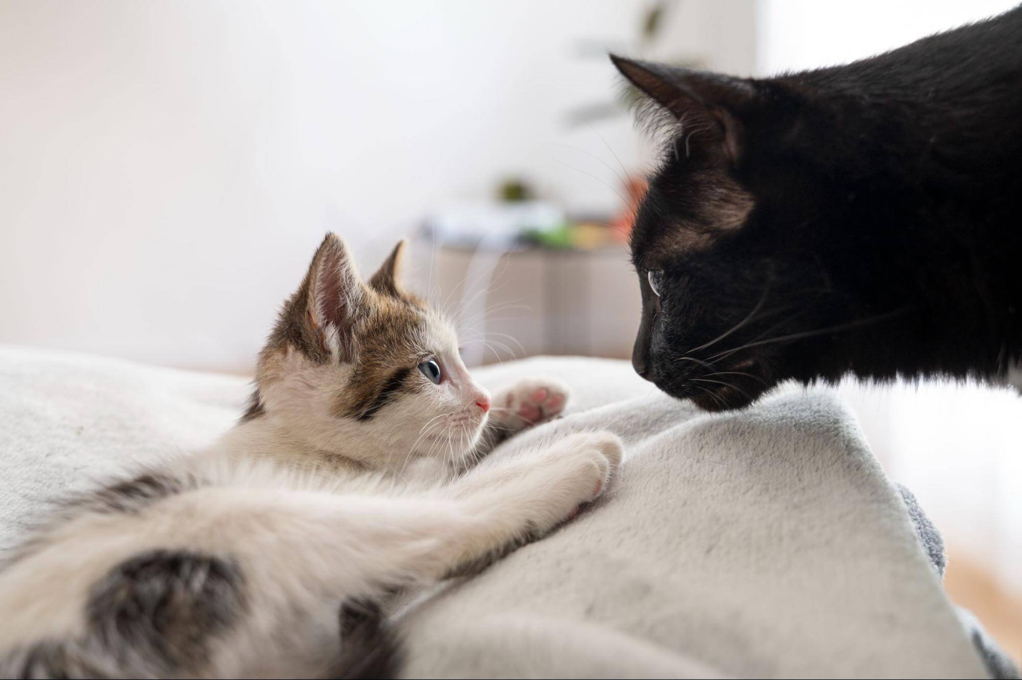 31. AI - taboos-of-keeping-two-cats-1