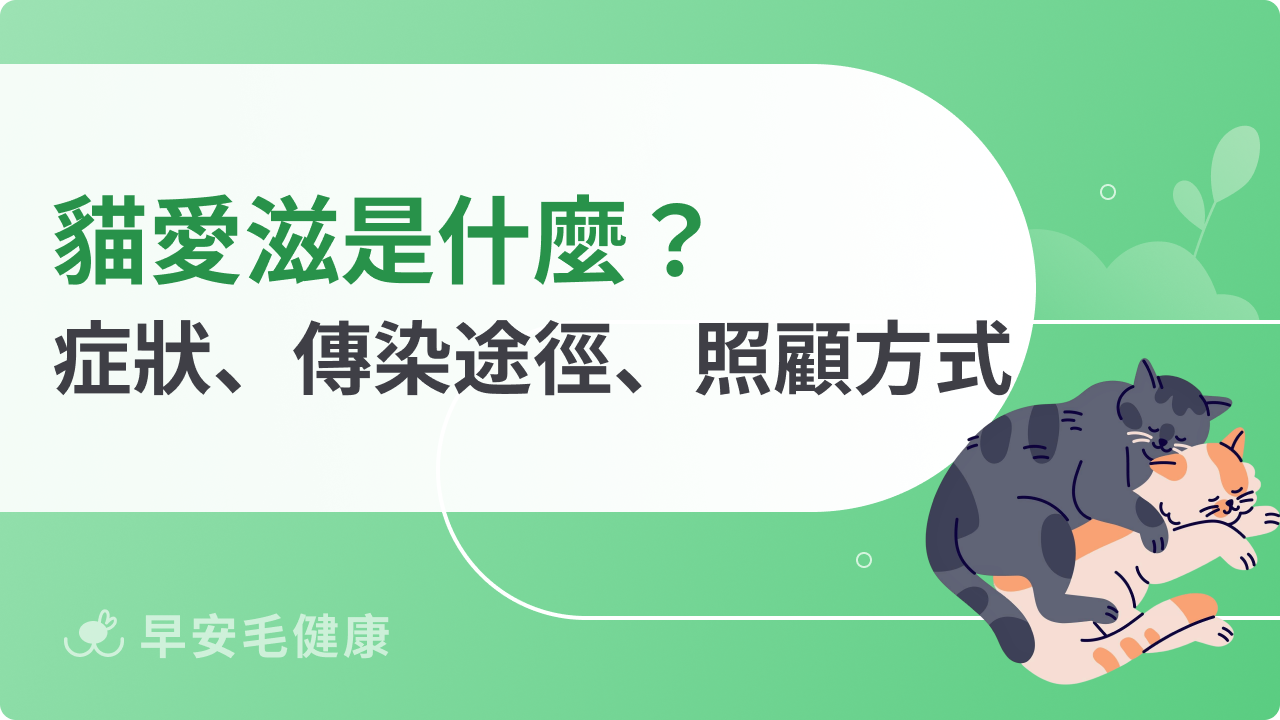 貓愛滋是什麼?愛滋貓症狀、傳染途徑、照顧方式全解析!