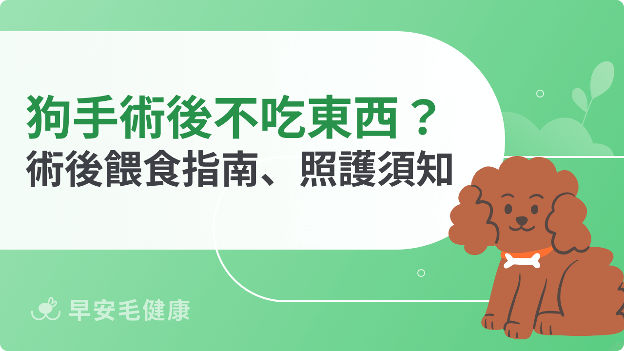 狗狗手術後不吃東西怎麼辦?狗狗術後餵食指南、照護須知一次看