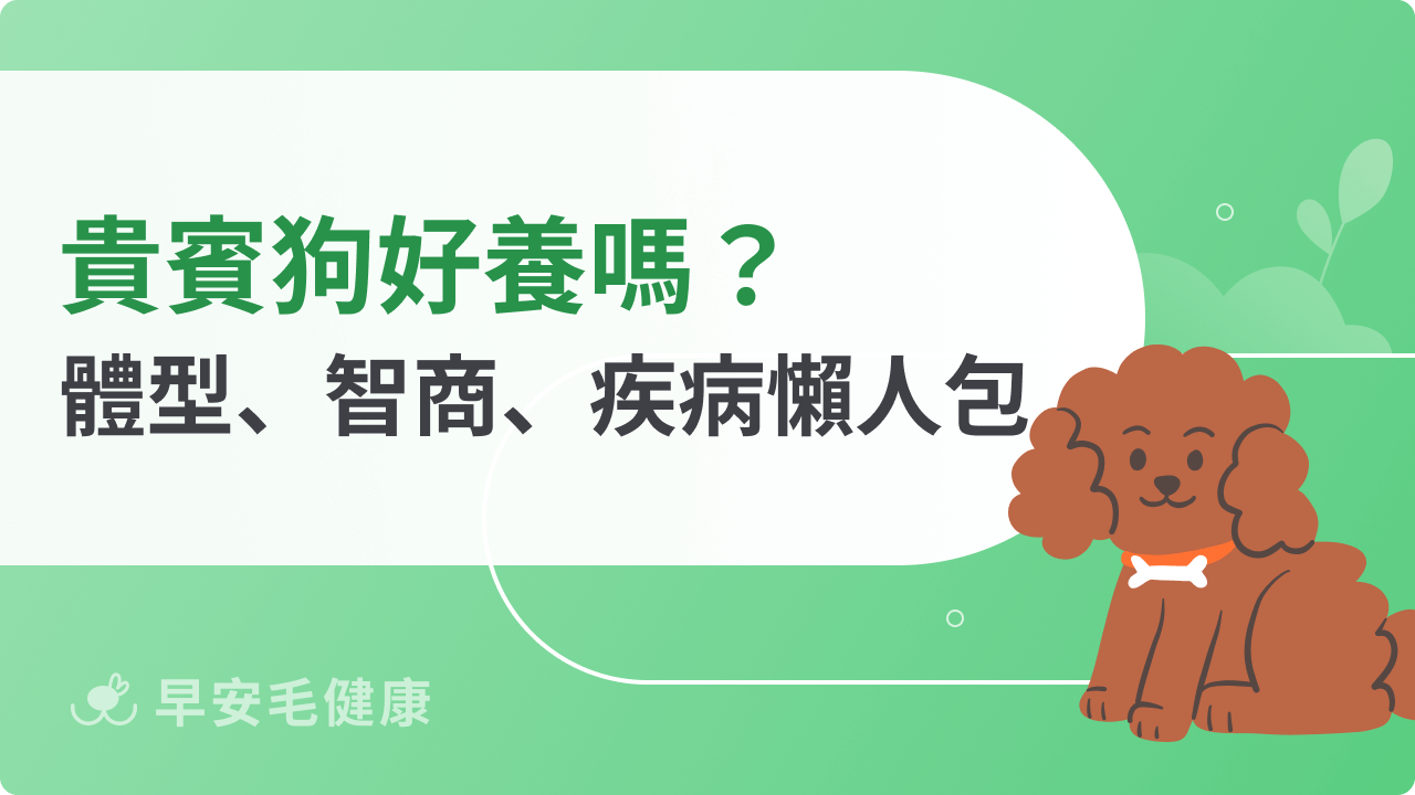 貴賓狗好養嗎?體型、智商、疾病懶人包