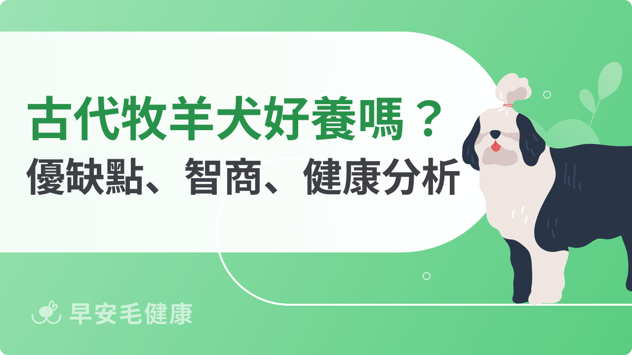 古代牧羊犬好養嗎？價格、幼犬挑選與優缺點，一次搞懂！
