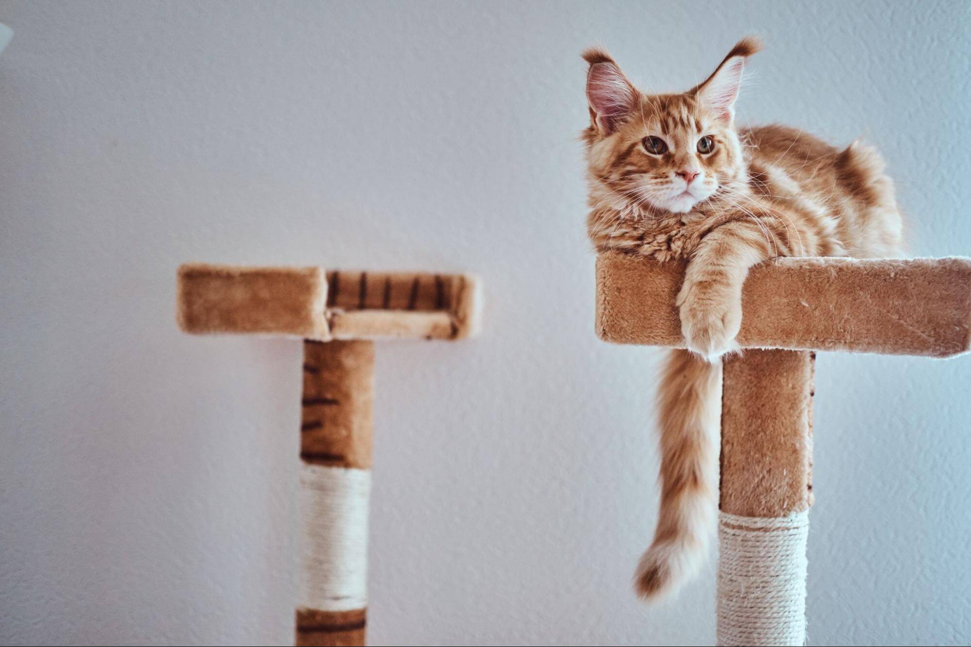 7. AI-cat-personality-1