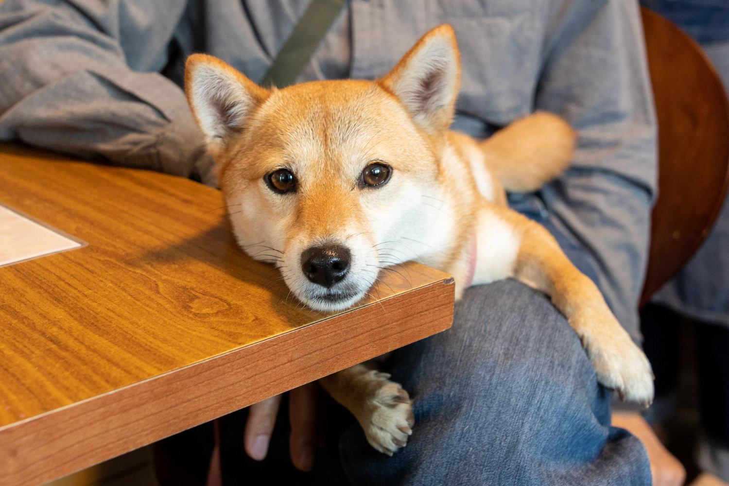 柴犬趴在主人腳上