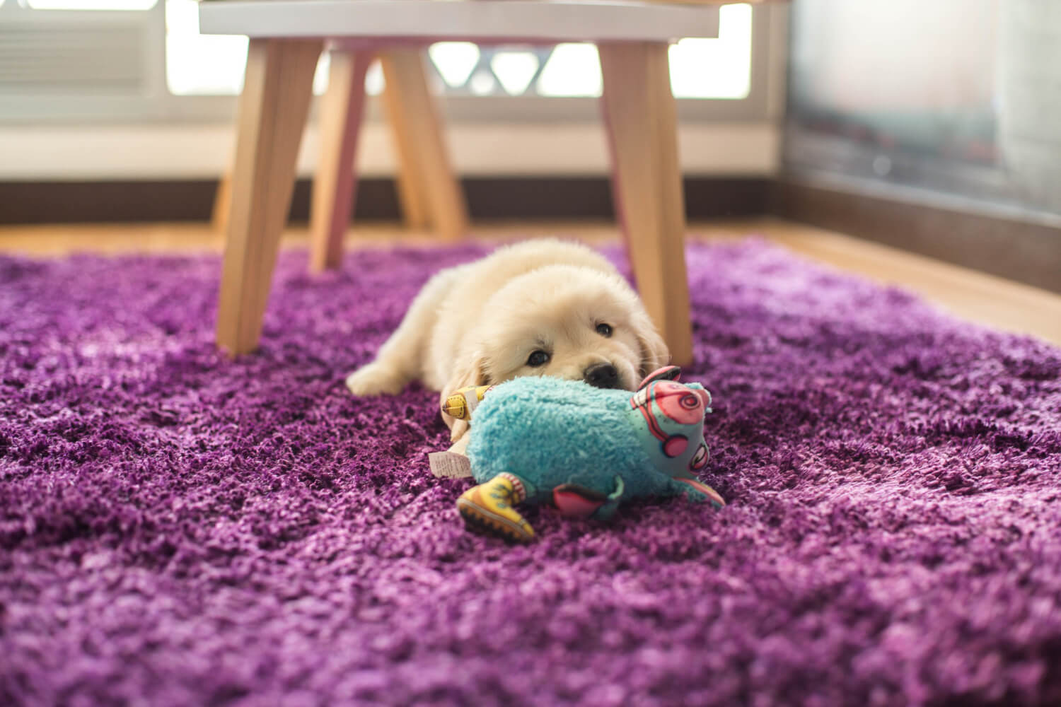 3.how-to-feed-a-puppy-5