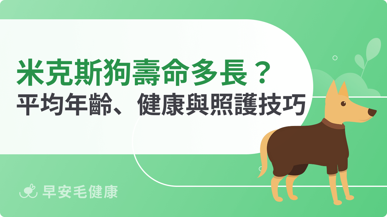 米克斯狗壽命有多長?平均年齡、健康關鍵與照護技巧