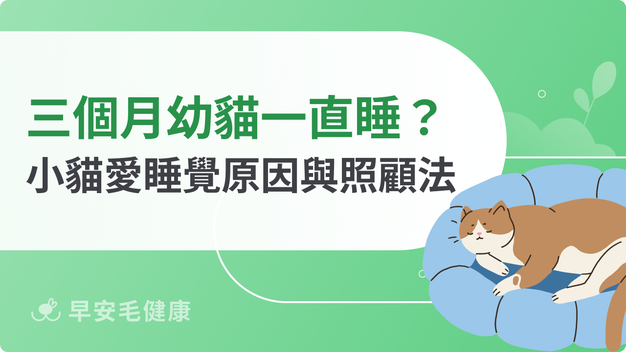 三個月幼貓一直睡正常嗎?了解小貓愛睡覺原因與照顧方法!