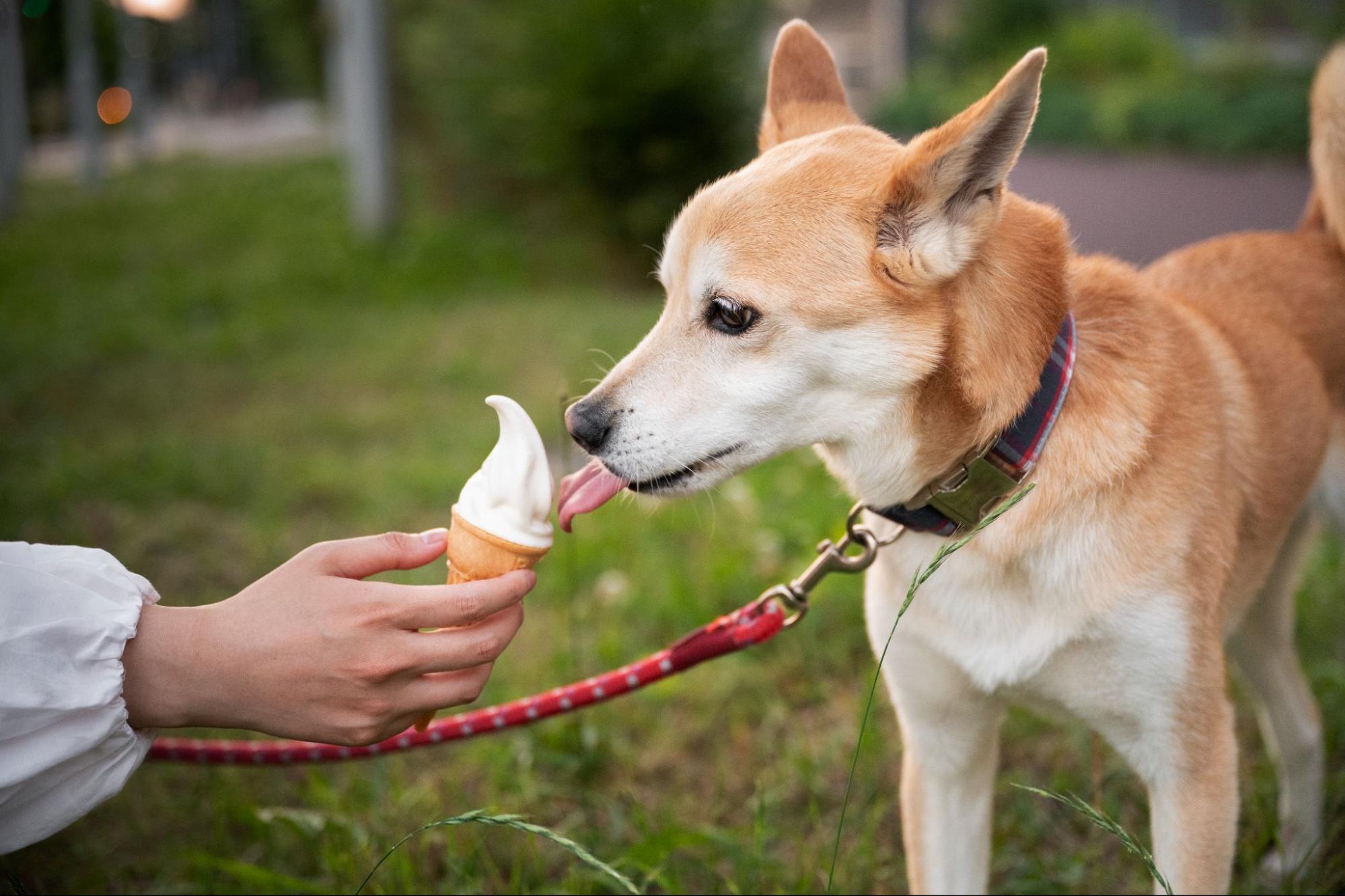 狗狗吃冰淇淋