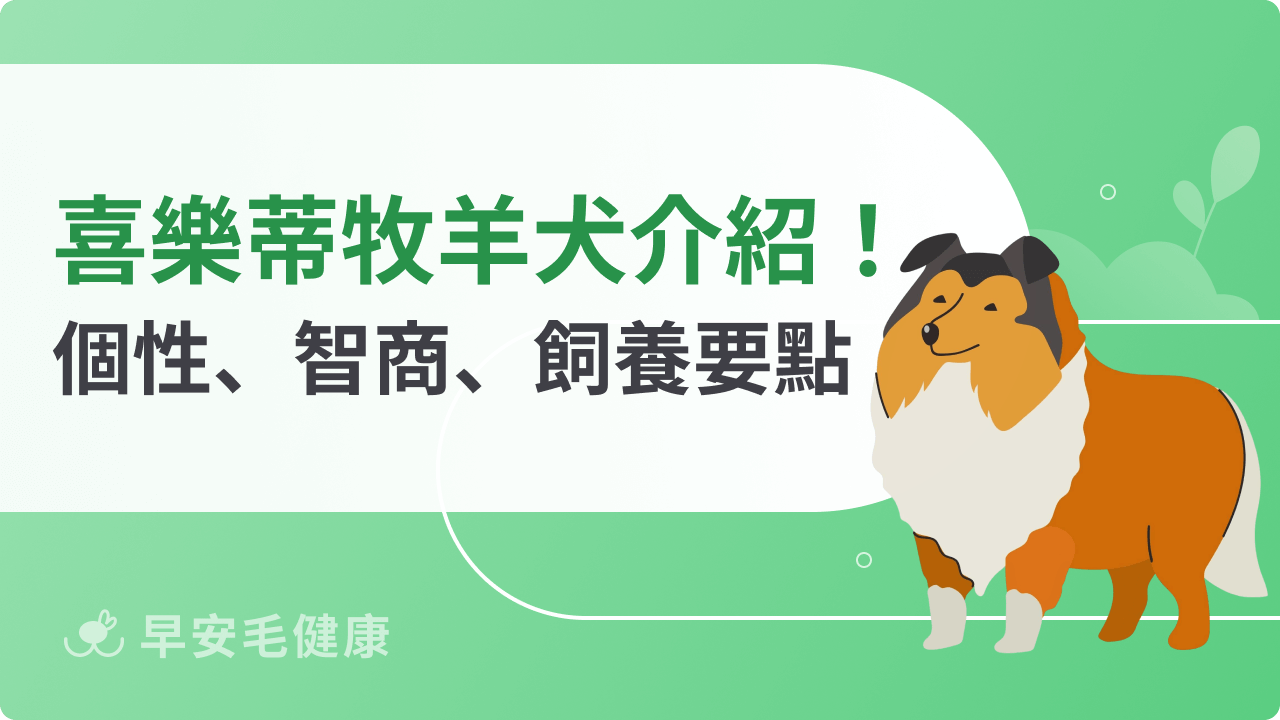 喜樂蒂牧羊犬聰明黏人嗎?個性、壽命、價格與飼養要點全解析