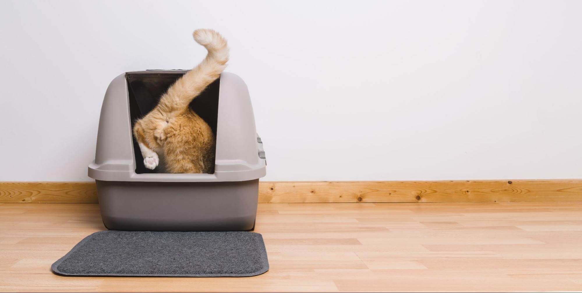 92. AI - is-soft-stool-normal-in-kittens-1
