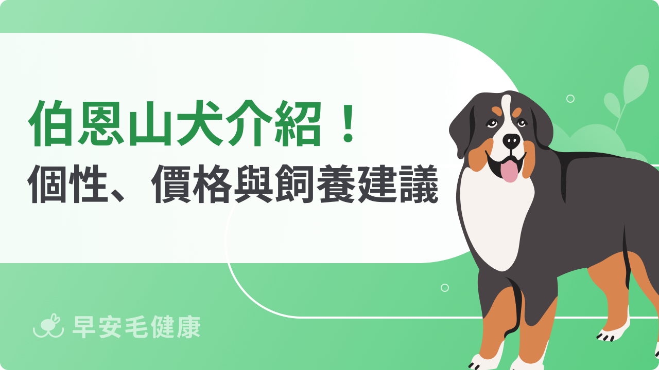 伯恩山犬特徵像玩具熊?個性、價格與新手飼養須知大公開!