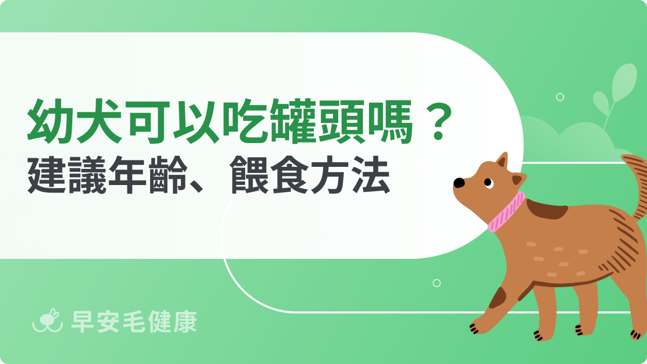 幼犬可以吃罐頭嗎?適合年齡、營養優缺點與餵食重點解析