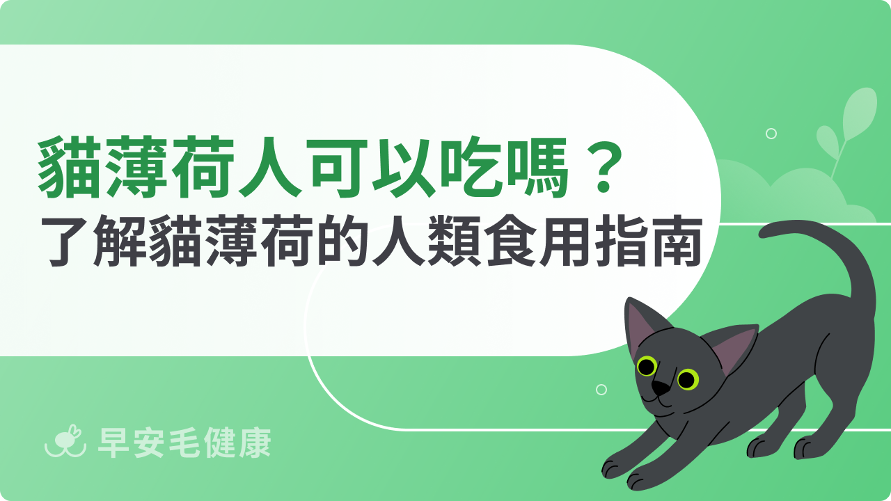 貓薄荷人可以吃嗎?深入了解貓薄荷的人類食用指南