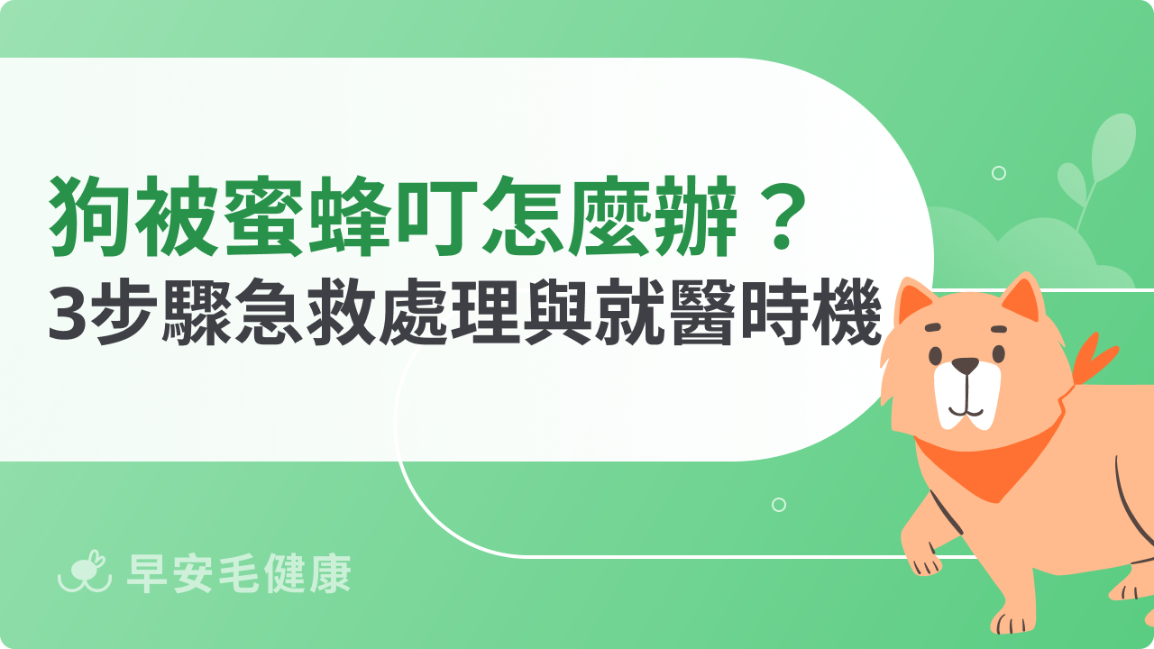 狗被蜜蜂叮怎麼辦?3步驟急救處理與就醫時機