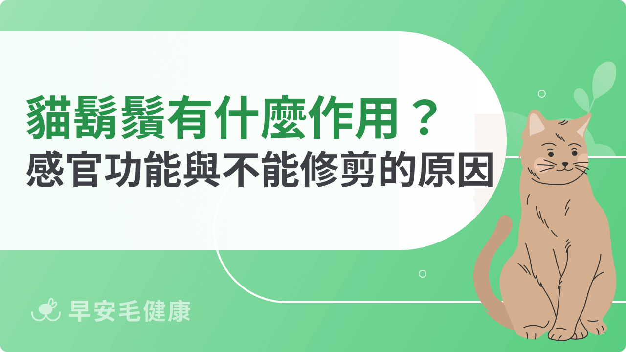貓咪鬍鬚有什麼作用?解析感官功能與不能隨便剪的原因