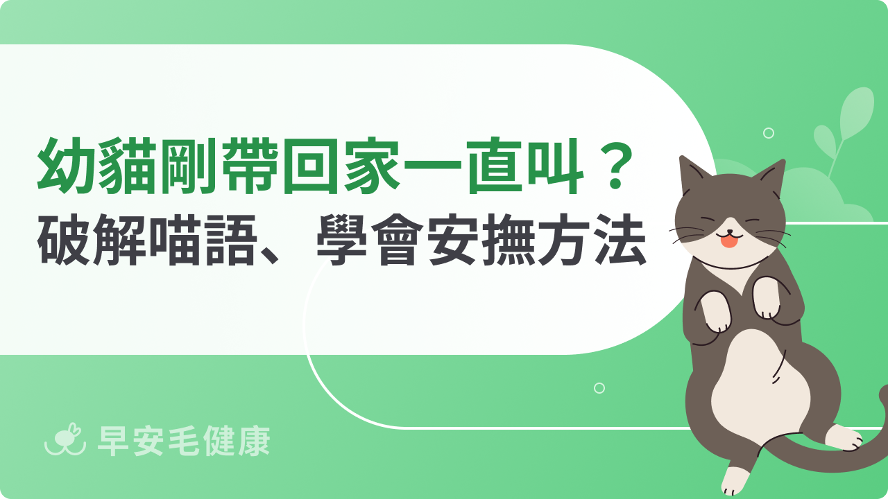 幼貓剛帶回家一直叫?破解喵語訊號、學會安撫新手小貓
