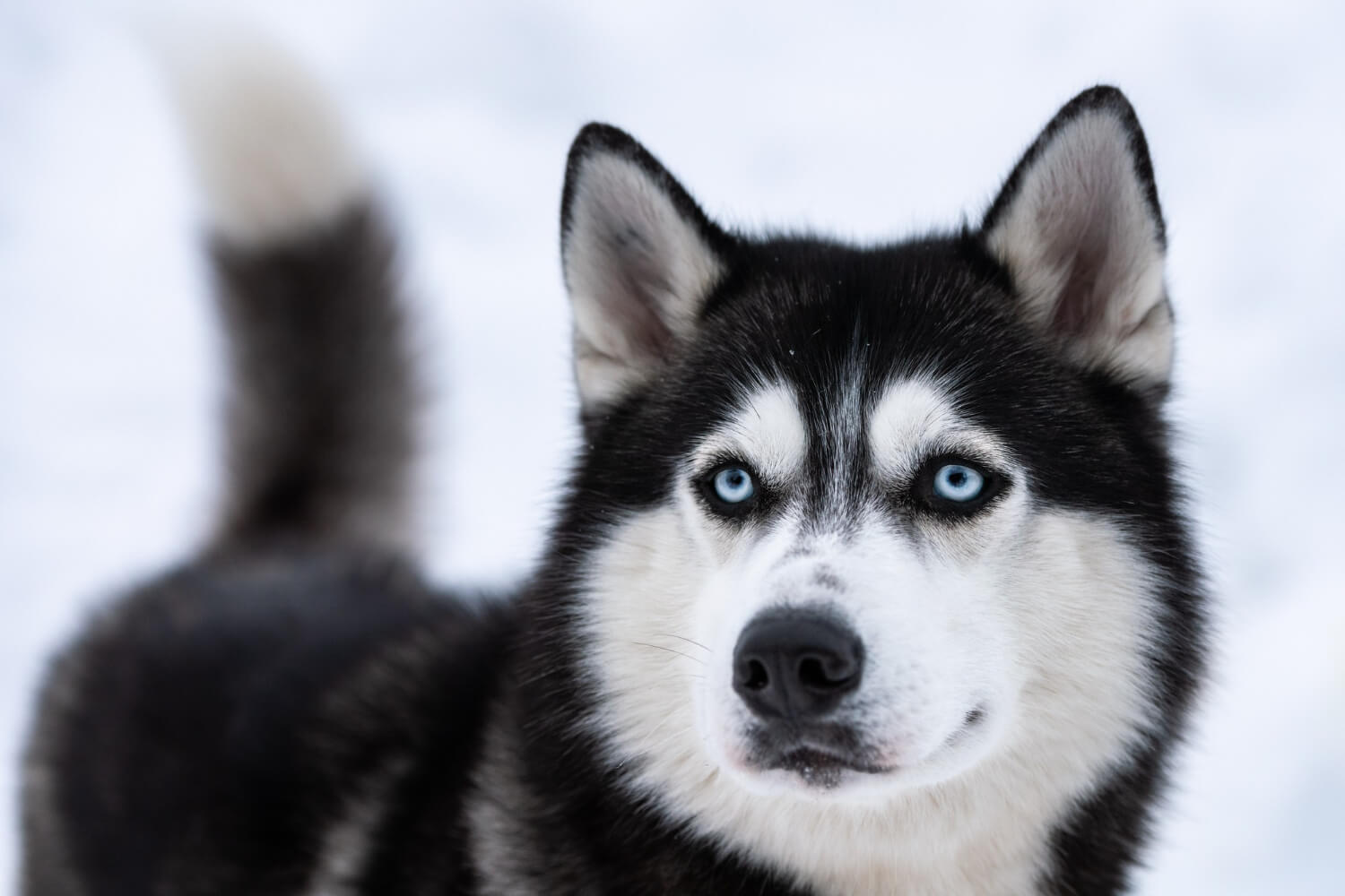 7.siberian-husky--guide-1