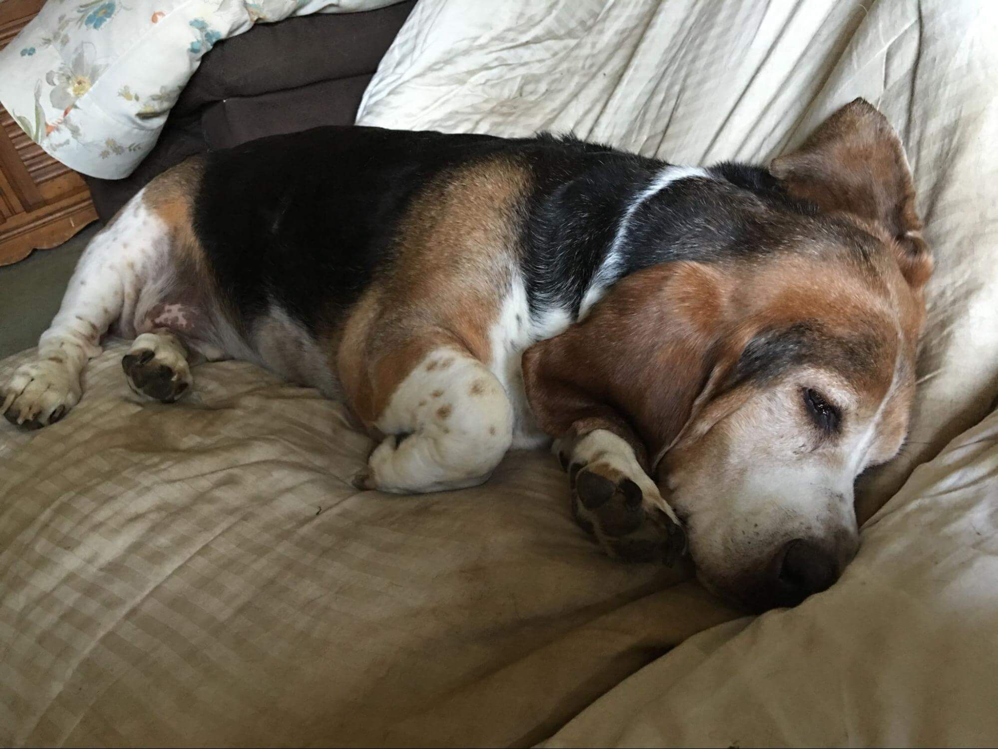 96. AI - foods-for-dogs-when-diarrhea-1